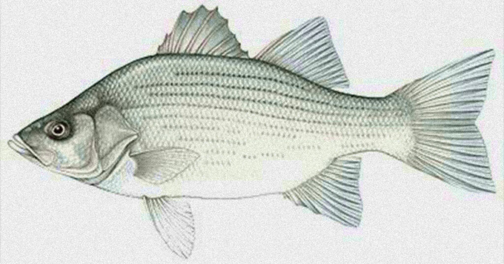 Mastering the Art of White Bass Fishing: Tips and Tricks for Success