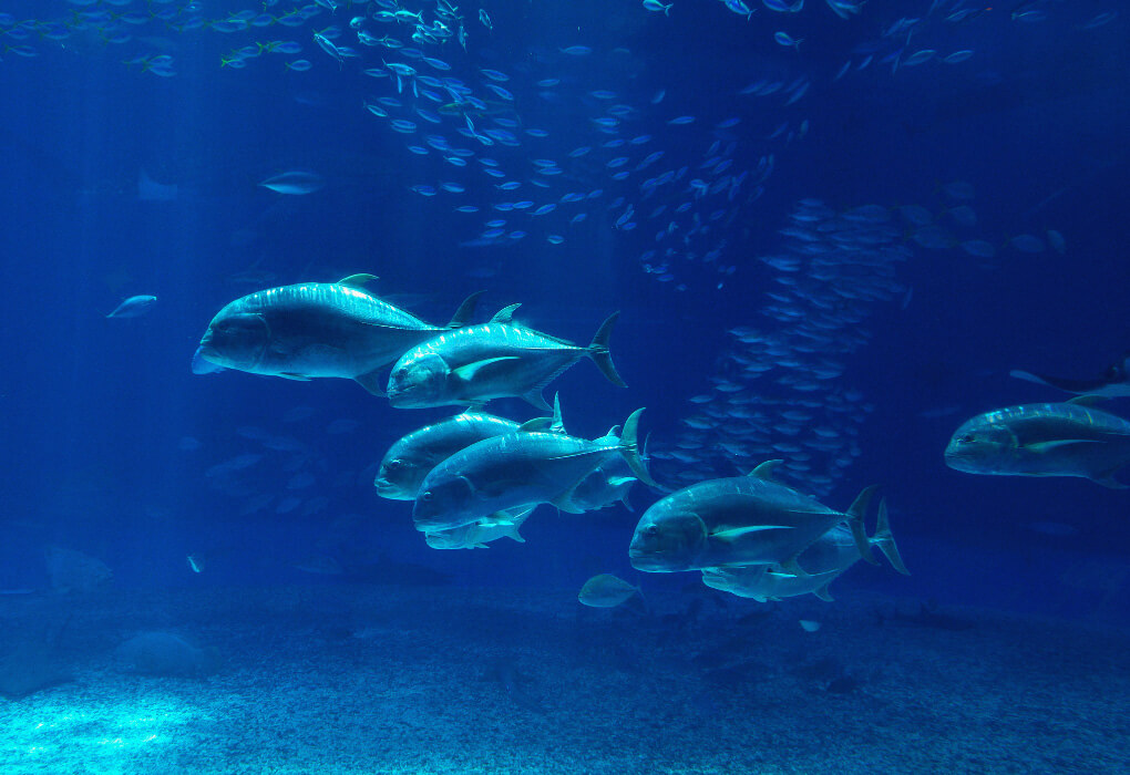 tuna fish underwater