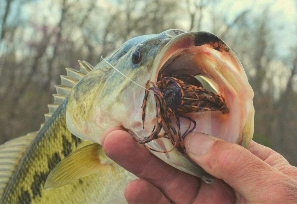 Bass are hungry during the spring months in Missouri (photo by Brent Frazee)