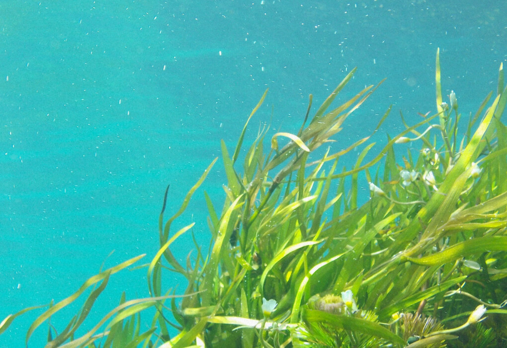 seaweed fishing