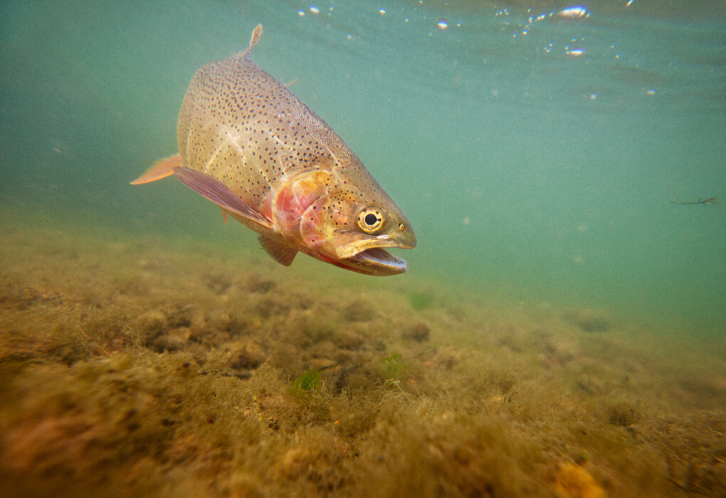 trout fish swimming underwater