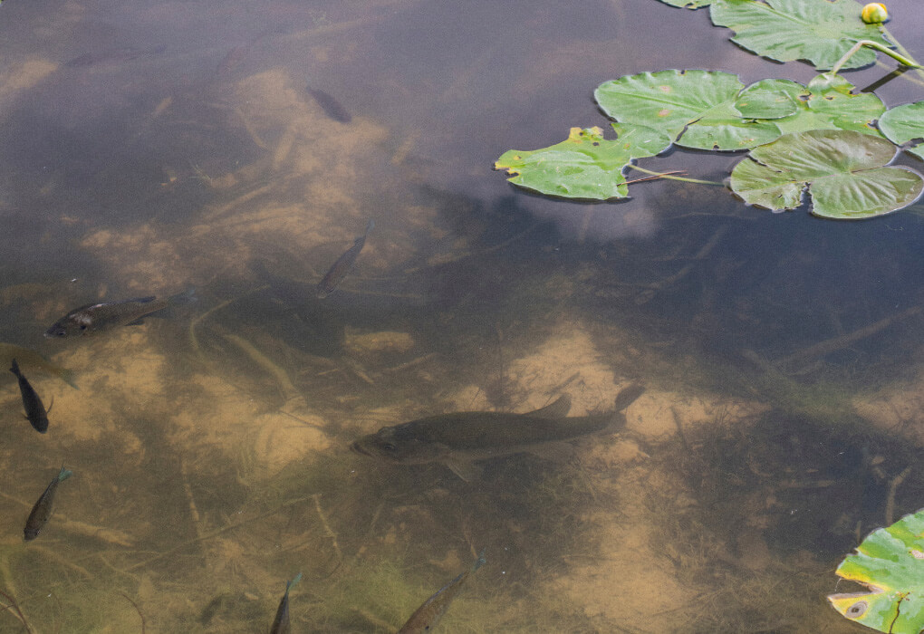 bass fish in shallow water