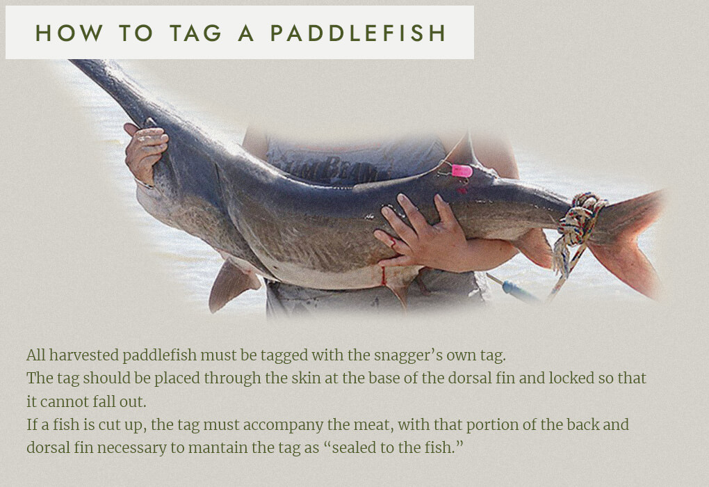 tagging a paddlefish