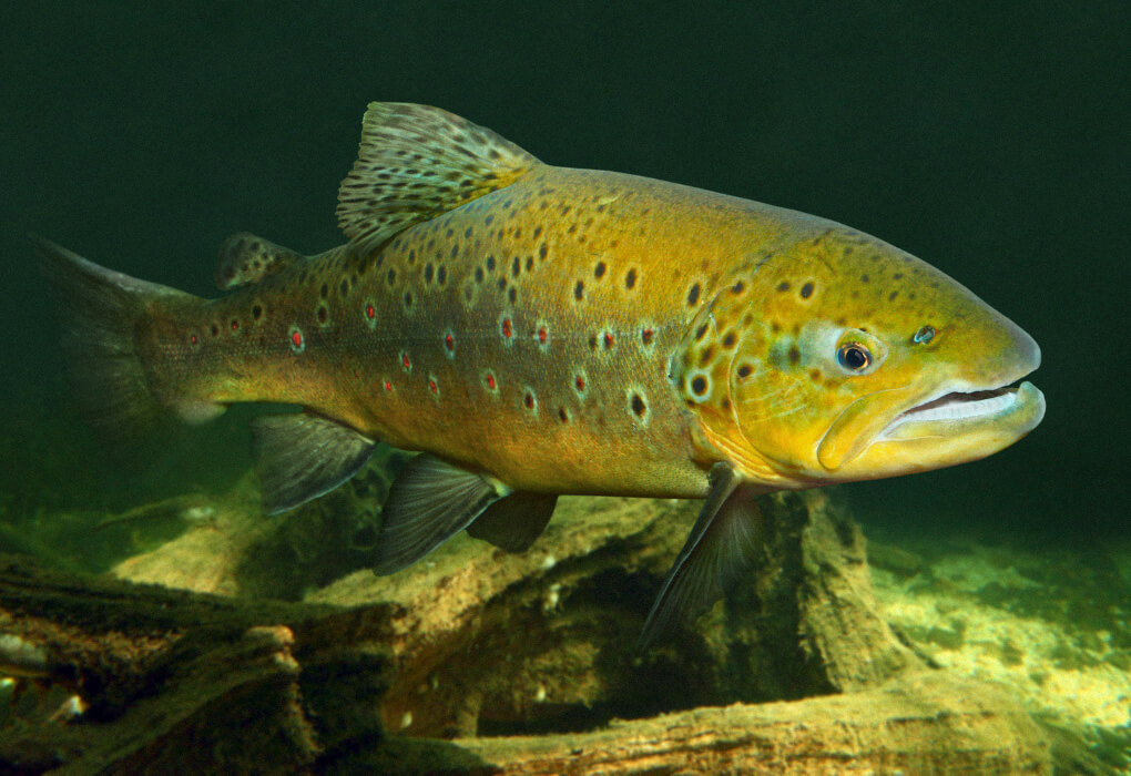 trout fish underwater