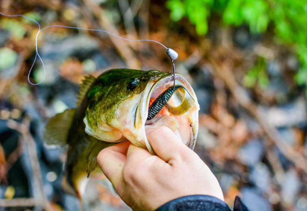 bass fish caught with a soft plastic bass fishing lure