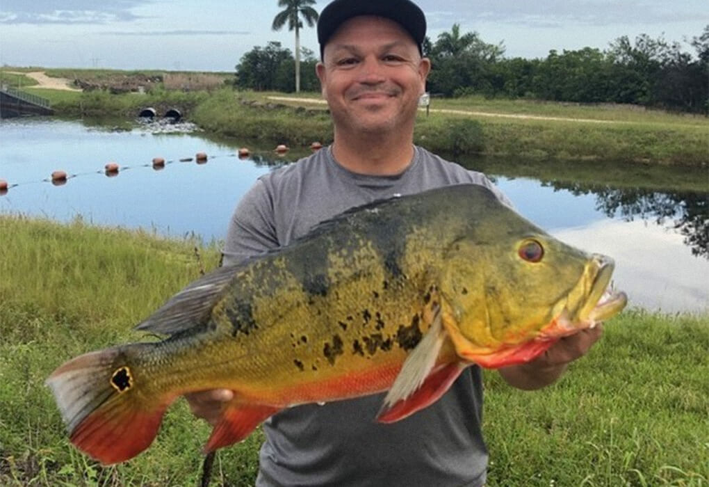 Felipe Frieto displayed the 9.11-pound butterfly peacock bass he caught in a Florida canal. (Photo courtesy of the Florida Fish and Wildlife Conservation Commission)