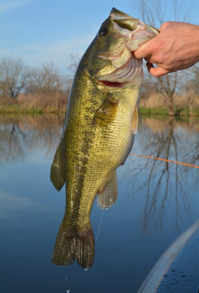 Many pro fishermen say bass can get conditioned to avoid lures they see too frequently. (Photo by Brent Frazee)