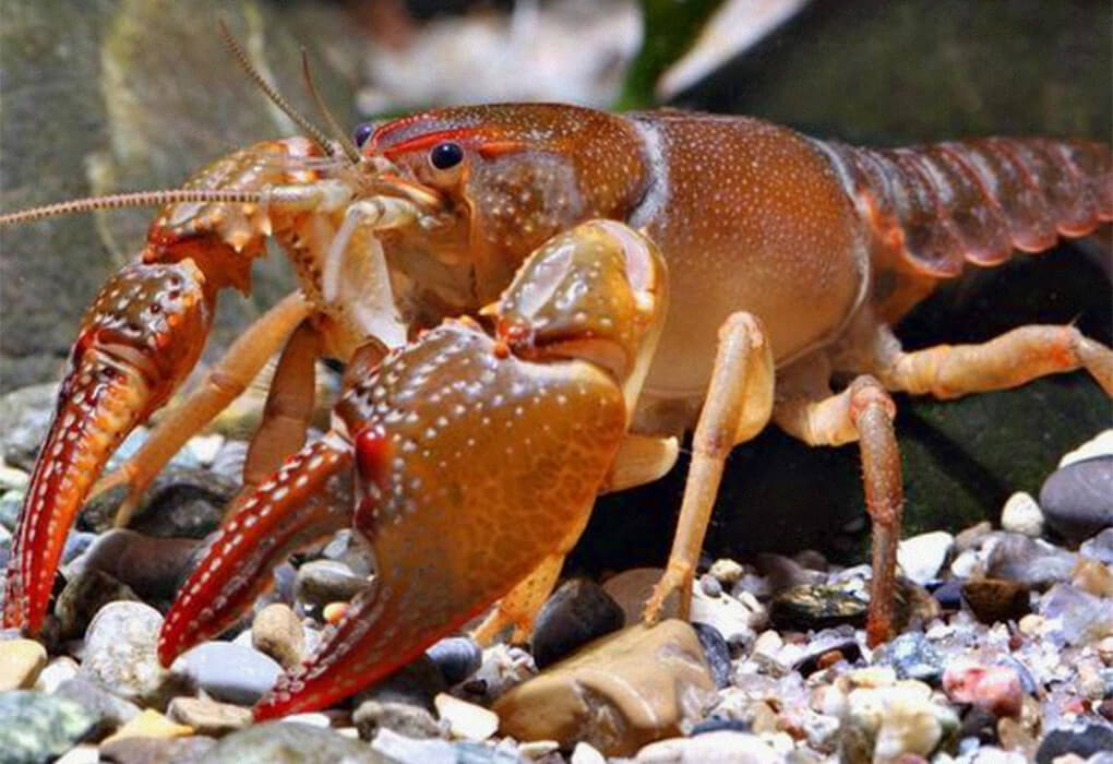 Crawdads can be an effective bass bait. (Photo by Missouri Department of Conservation)