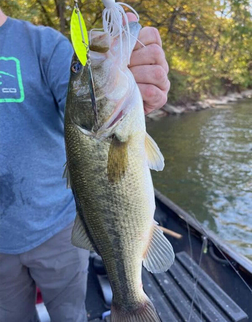 This bass was fooled by an Ozarks Flash spinnerbait. But do you ever wonder how many others simply ignore our baits? (Photo by Brent Frazee)