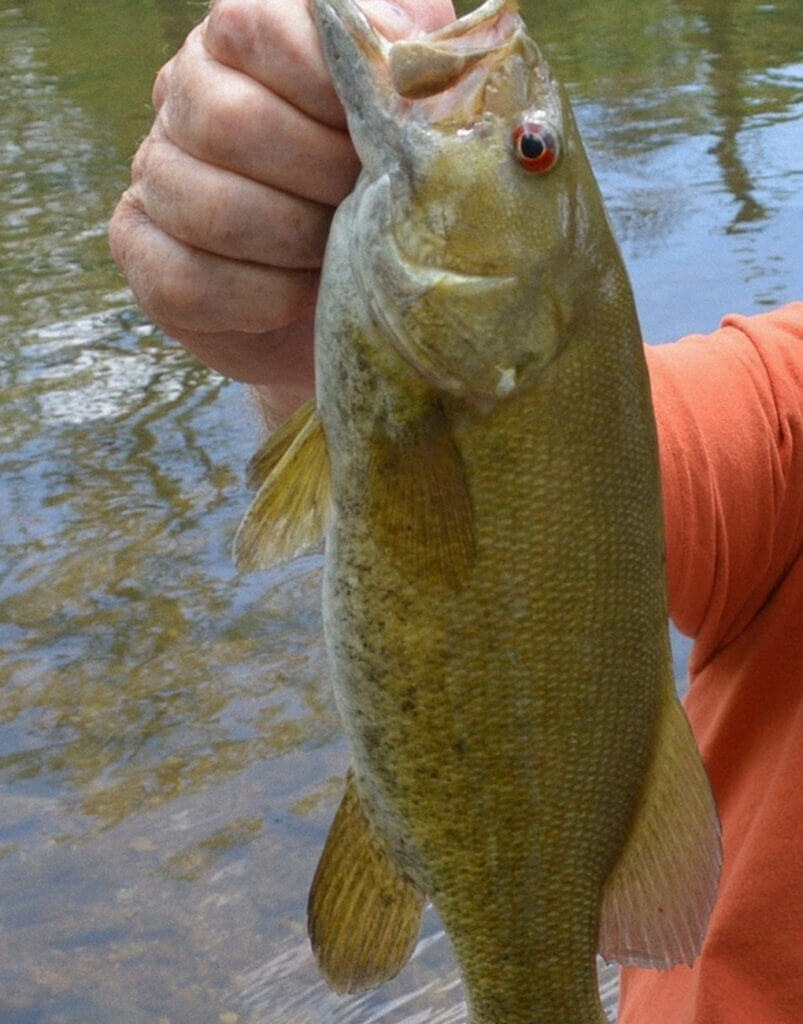It's not too late to catch smallmouth bass in Iowa rivers. (Photo by Brent Frazee)