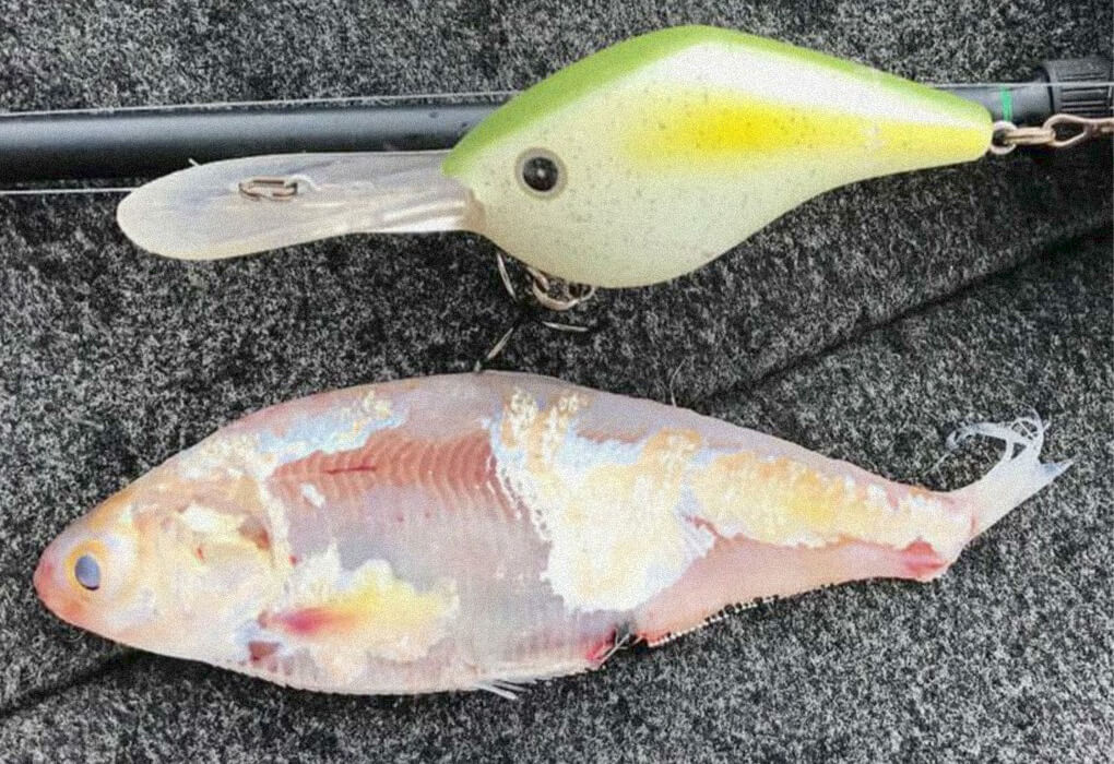 A crankbait imitates the bass’ most dominant forage, a shad (photo courtesy of Timmy Horton)